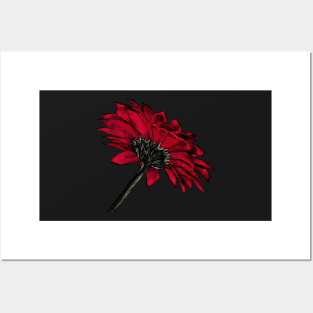 Red Gerbera Posters and Art